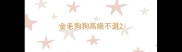金毛狗狗高烧不退