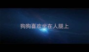 狗狗喜欢坐在人腿上