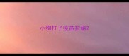 小狗打了疫苗拉稀