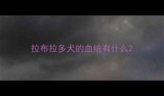 拉布拉多犬的血统有什么