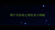 两个月的哈士奇吃多少狗粮