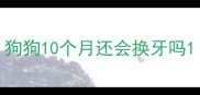 狗狗10个月还会换牙吗