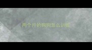 两个月的狗狗怎么训练