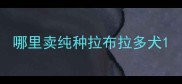 哪里卖纯种拉布拉多犬
