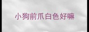 小狗前爪白色好嘛