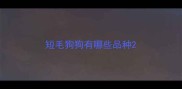 短毛狗狗有哪些品种