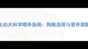 金毛幼犬科学喂养指南狗粮选择与营养搭配全