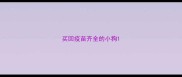 买回疫苗齐全的小狗