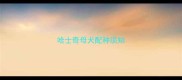 哈士奇母犬配种须知