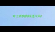 哈士奇狗狗味道大吗