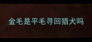 金毛是平毛寻回猎犬吗