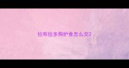 拉布拉多狗护食怎么交