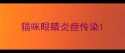 猫咪眼睛炎症传染