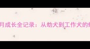 藏獒10个月成长全记录从幼犬到工作犬的蜕变之路