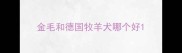 金毛和德国牧羊犬哪个好