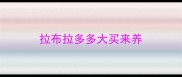 拉布拉多多大买来养