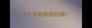 6个月的狗狗拉稀