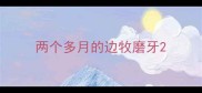 两个多月的边牧磨牙