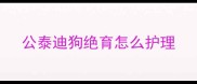 公泰迪狗绝育怎么护理
