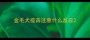 金毛犬疫苗注意什么反应