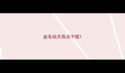金毛幼犬有点干呕