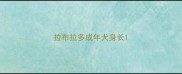 拉布拉多成年犬身长