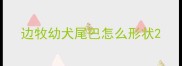 边牧幼犬尾巴怎么形状