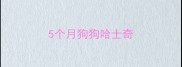 5个月狗狗哈士奇