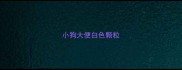小狗大便白色颗粒