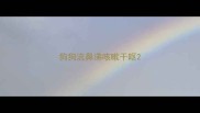 狗狗流鼻涕咳嗽干呕