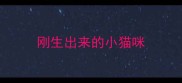 刚生出来的小猫咪