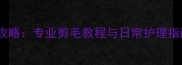 金毛犬美容全攻略专业剪毛教程与日常护理指南附图片