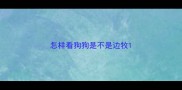 怎样看狗狗是不是边牧