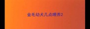 金毛幼犬几点喂养
