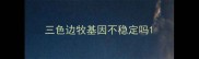 三色边牧基因不稳定吗