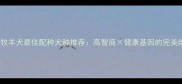 边境牧羊犬最佳配种犬种推荐高智商健康基因的完美组合