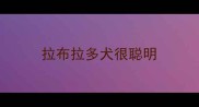 拉布拉多犬很聪明
