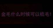 金毛什么时候可以梳毛