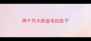 两个月大的金毛拉肚子