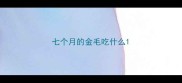 七个月的金毛吃什么