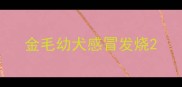 金毛幼犬感冒发烧