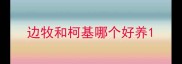 边牧和柯基哪个好养