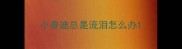 小泰迪总是流泪怎么办