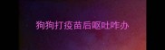 狗狗打疫苗后呕吐咋办