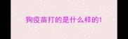 狗疫苗打的是什么样的