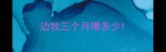 边牧三个月喂多少