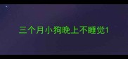 三个月小狗晚上不睡觉