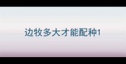 边牧多大才能配种