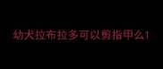 幼犬拉布拉多可以剪指甲么