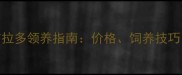 万州纯黑拉布拉多领养指南价格饲养技巧健康贴士全